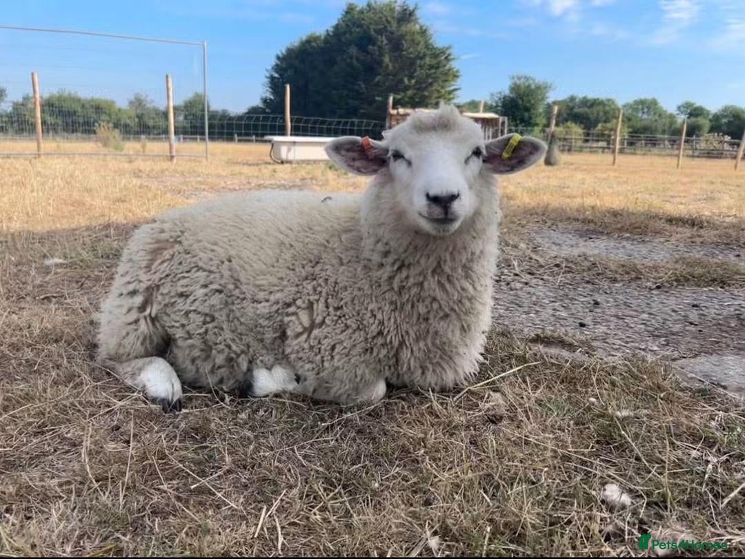 Sheep livestock Romney Ram Lamb - Advert 3