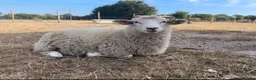 Sheep livestock for sale: Romney Ram Lamb in Ashford - Advert 1