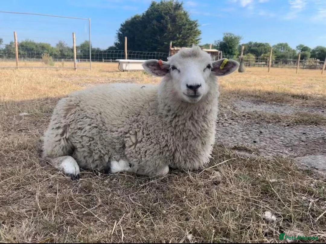 Sheep livestock for sale: Romney Ram Lamb in Ashford - Advert 1