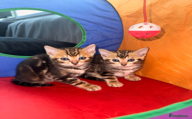 Bengal cats - Advert 4