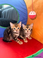 Bengal cats - Advert 4