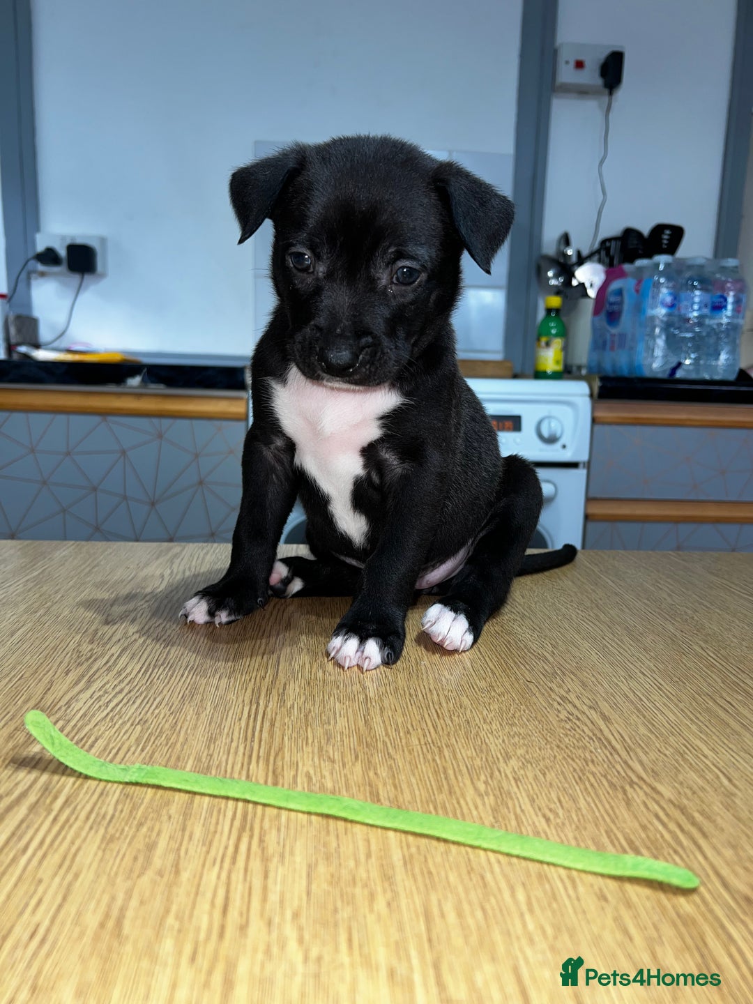 Mixed Breed dogs for sale: Blue american Shepard puppies - Image 5