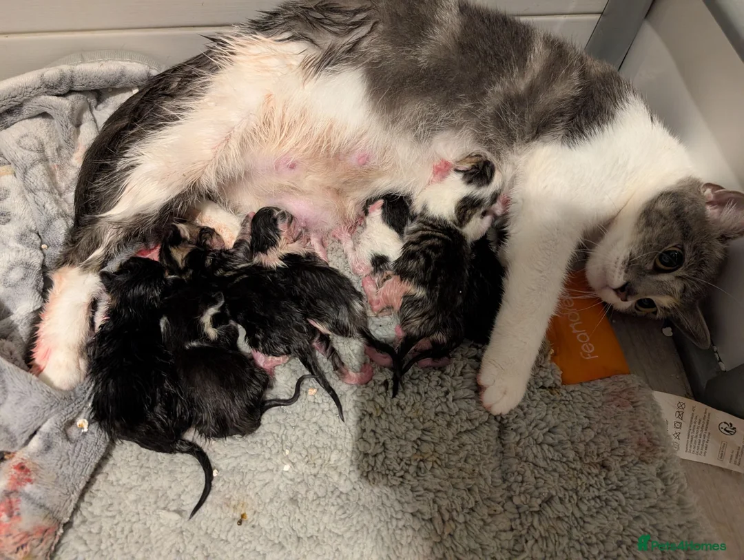 Mixed Breed cats for sale: Two Litters born 12hrs apart ♥️💙 - Advert 4