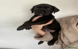 Cane Corso dogs for sale: 🐾 Beautiful Cane Corso Puppies – Ready Soon! 🐾 - Image 9