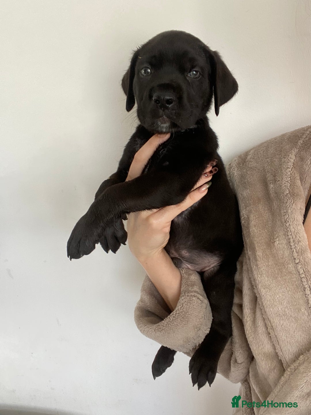 Cane Corso dogs for sale: 🐾 Beautiful Cane Corso Puppies – Ready Soon! 🐾 - Image 9