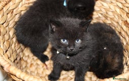 Mixed Breed cats for sale: BRITISH SHORT HAIR MIX  - Image 18