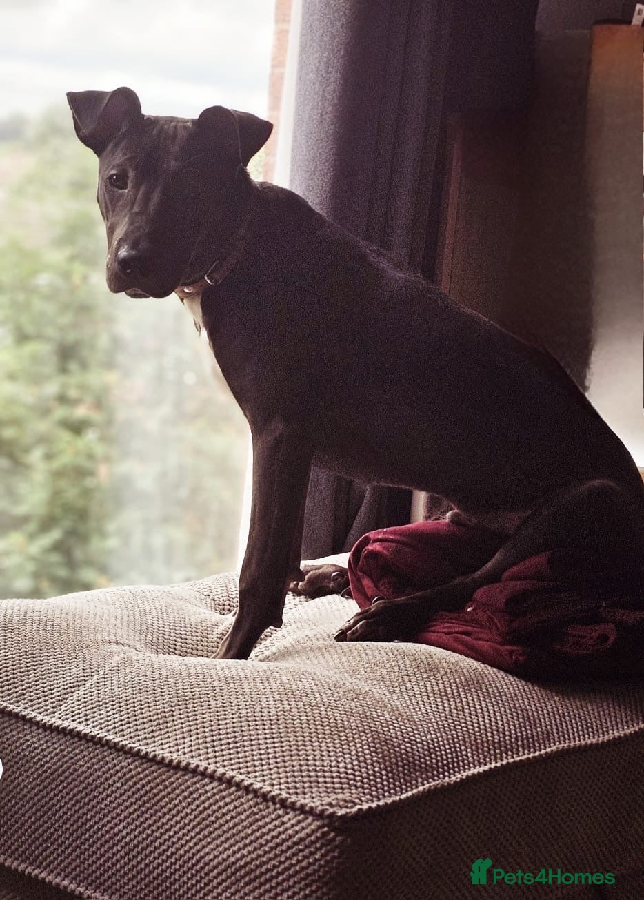 Mixed Breed dogs 10 Month Old Lurcher x Sharpei - Advert 5