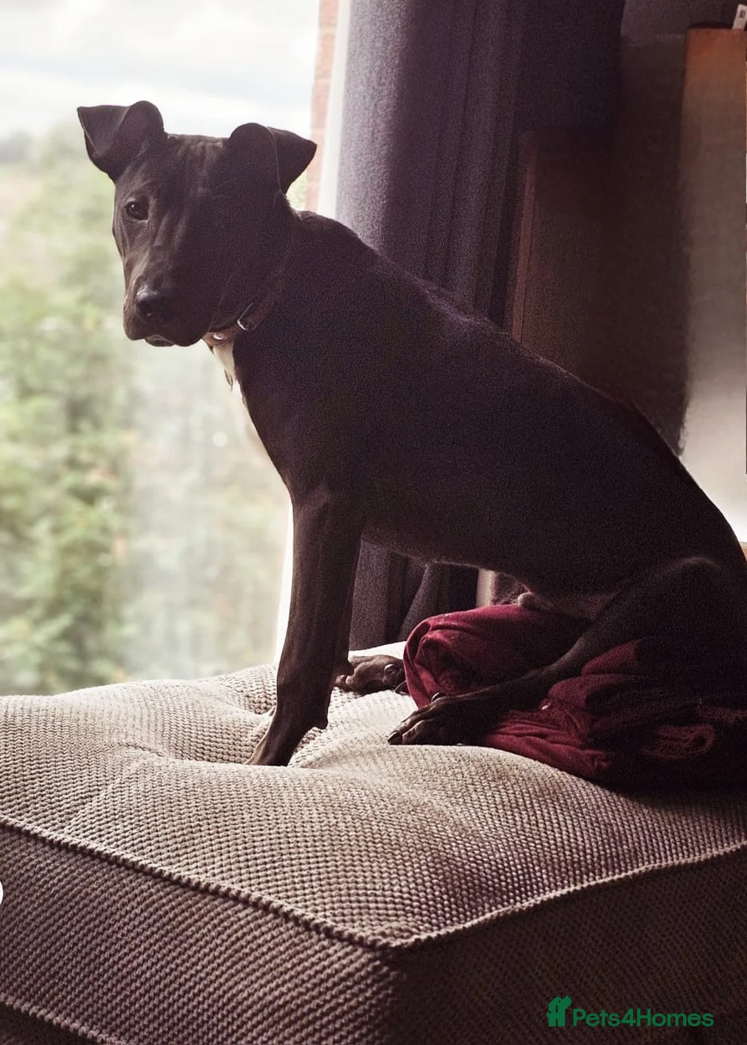 Mixed Breed dogs for sale: 10 Month Old Lurcher x Sharpei - Advert 1