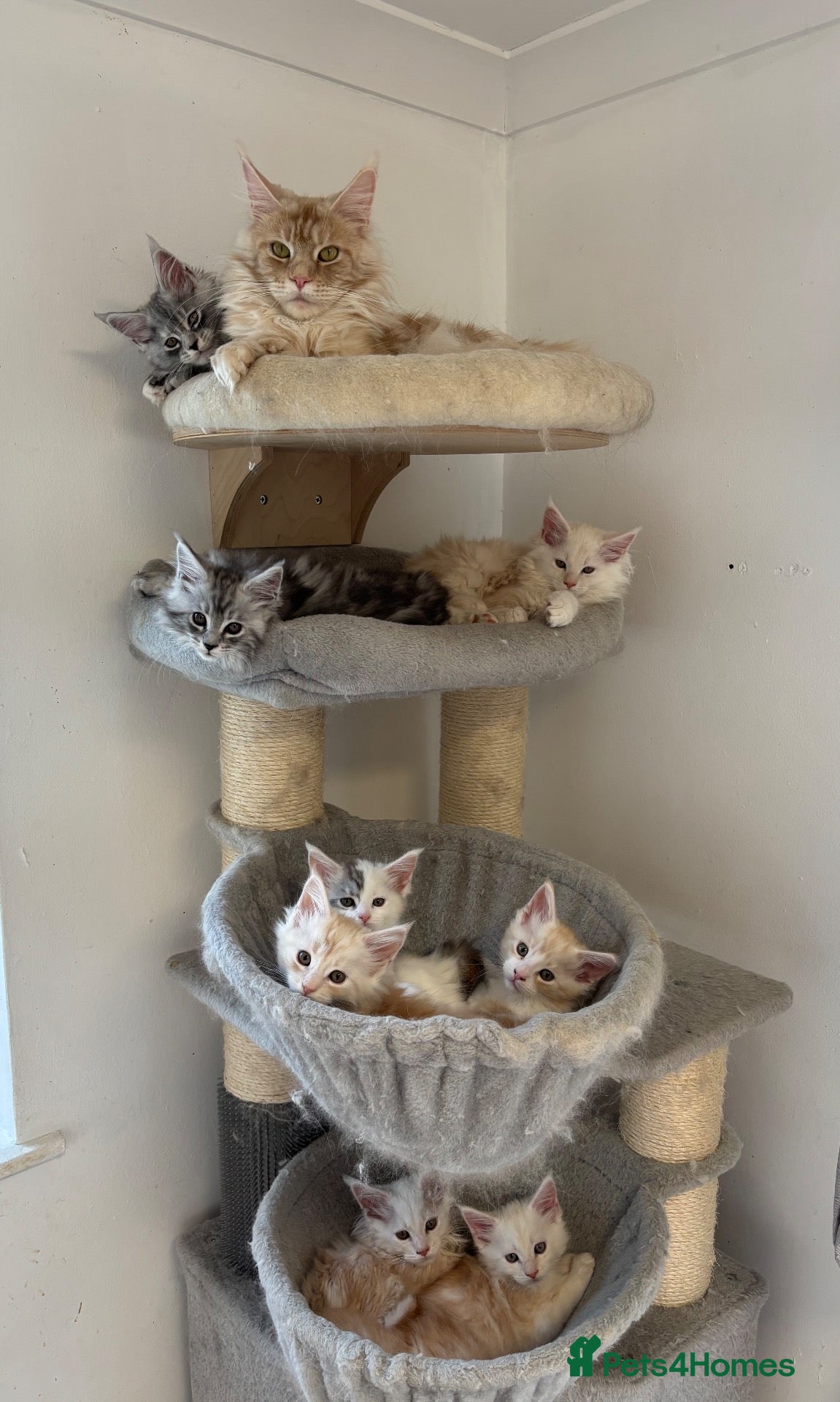 Maine Coon cats Stunning litter of Maine coon babies!  - Advert 17