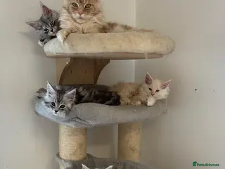 Maine Coon cats Stunning litter of Maine coon babies! - Advert 17