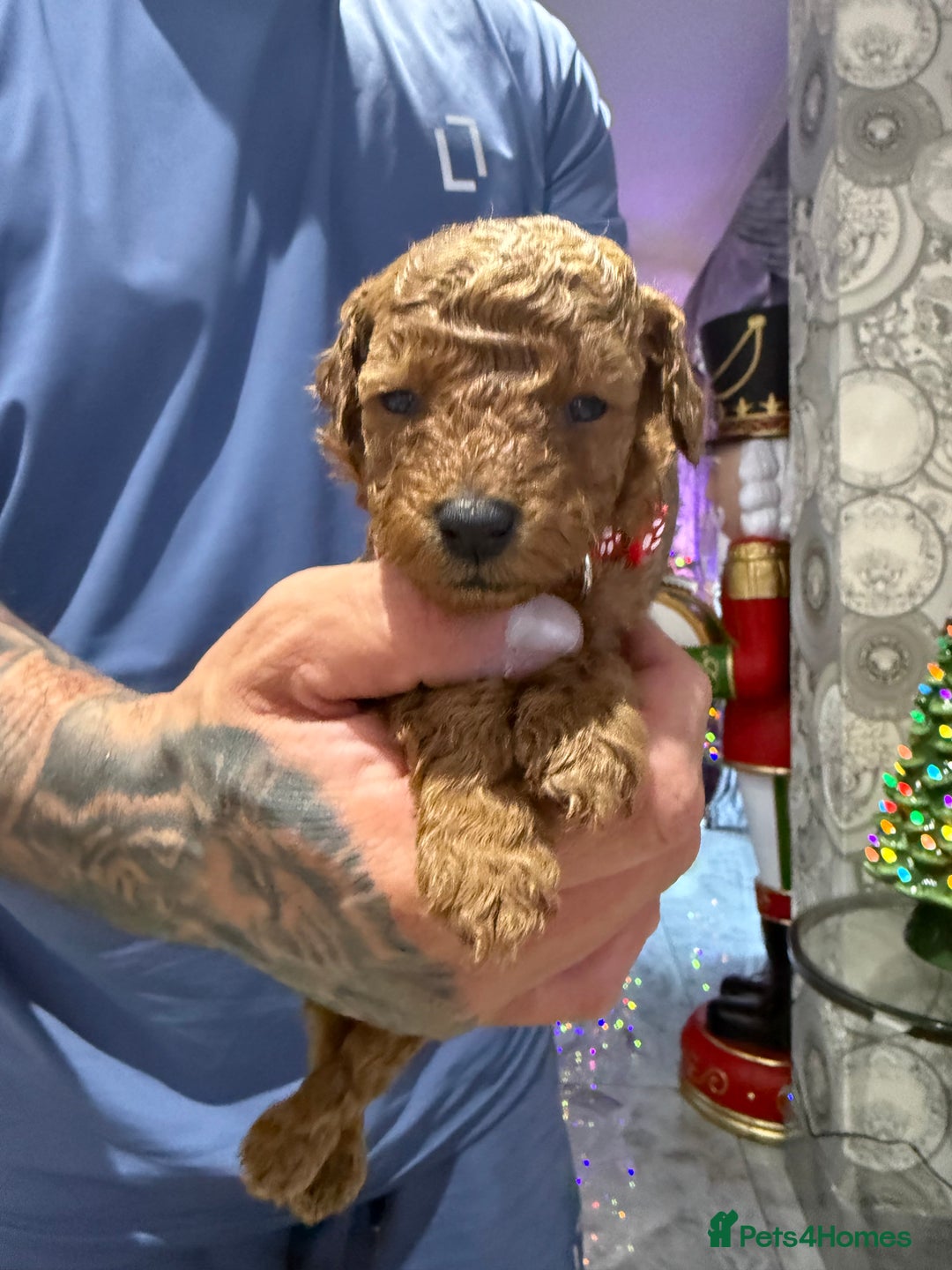 Cavapoo dogs for sale: 8 x cavapoo F1B puppies ready to leave  - Advert 23