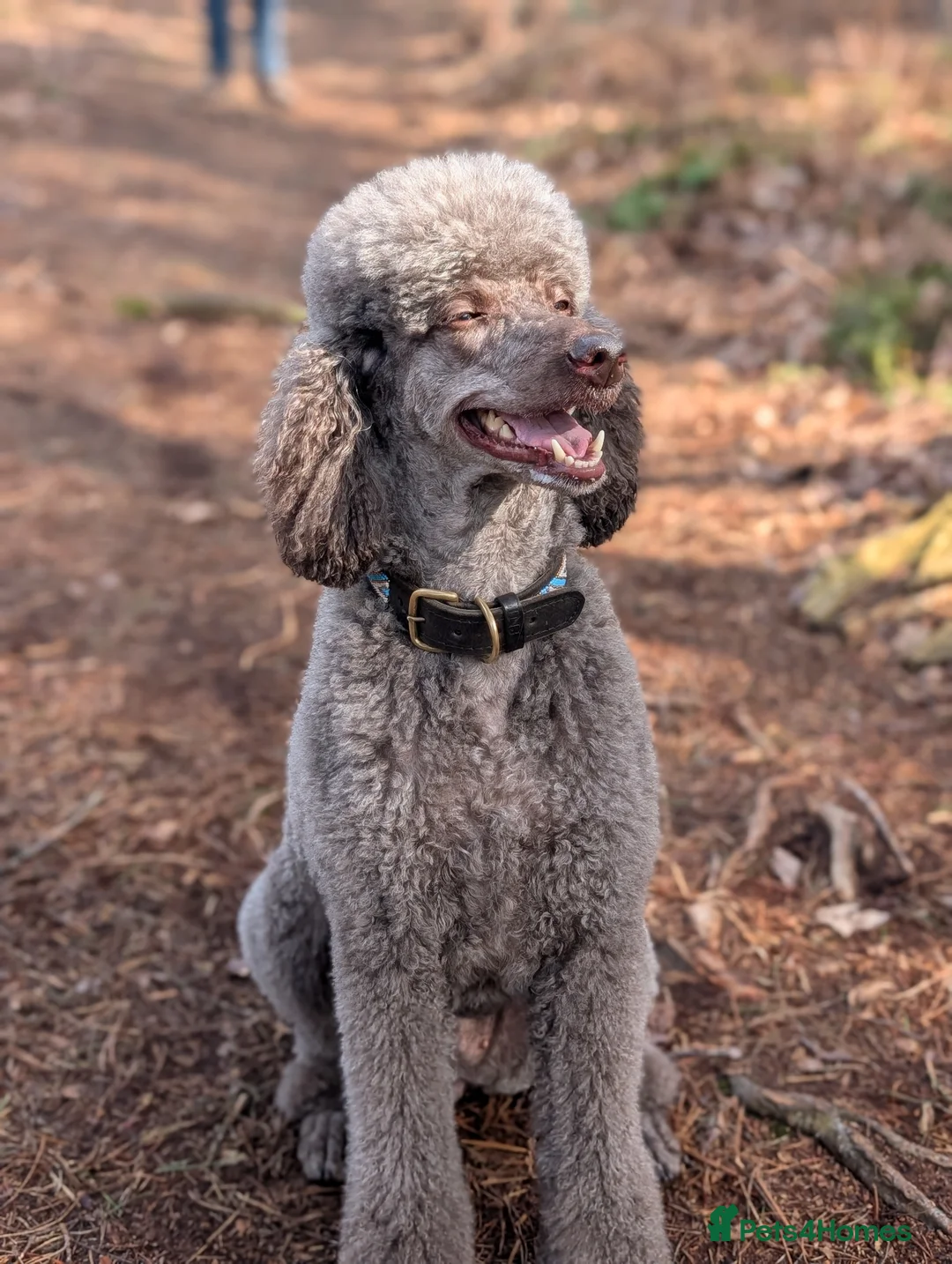 Goldendoodle dogs for sale: Goldendoodle Puppies - waitlist  in Shrewsbury - Advert 2