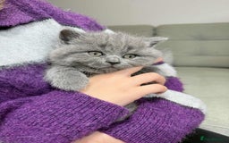 British Shorthair cats for sale: Chunky British Shorthair Blue Kittens 🐱💙 - Image 31
