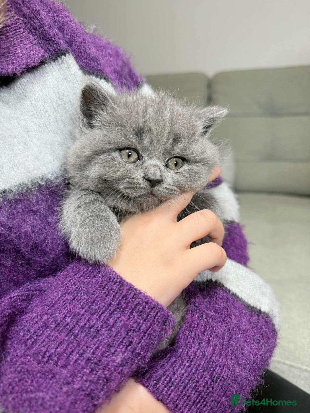 British Shorthair cats for sale: Chunky British Shorthair Blue Kittens 🐱💙 - Image 31