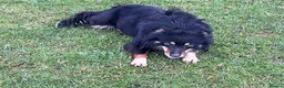 Border Collie dogs for sale: Tri Coloured Border Collie - Fly - Advert 3
