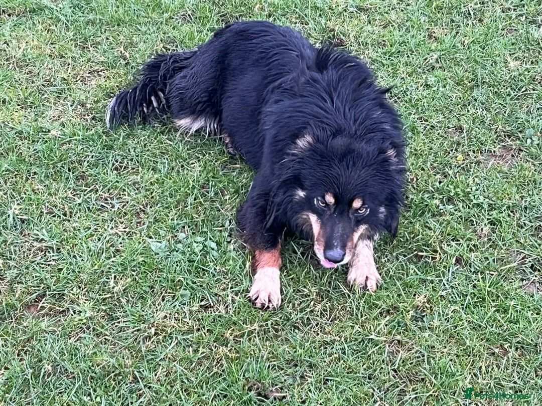 Border Collie dogs for sale: Tri Coloured Border Collie - Fly - Advert 3