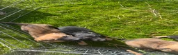 Mixed Breed dogs for sale: German Shepard malonis puppy’s  - Advert 6