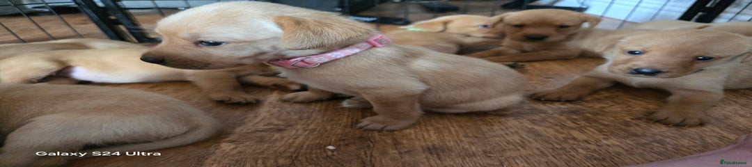 Labrador Retriever Puppy 10 pink