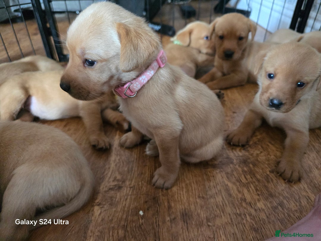 Labrador Retriever dogs for sale: KC REG Lab puppys x 2/11 ready to take home - Image 35
