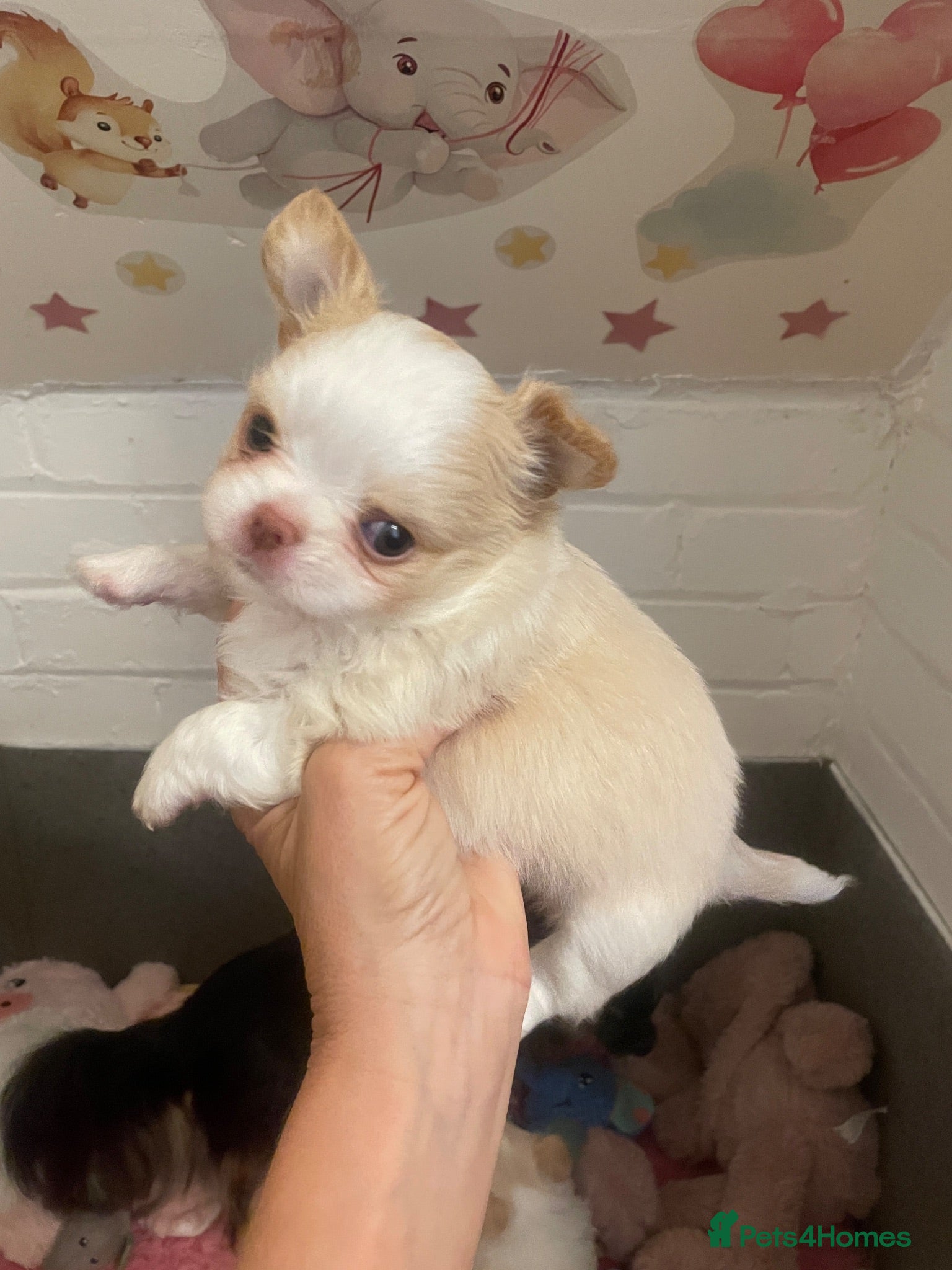 Chihuahua dogs Beautiful kc-reg longcoat Chi-babies 💖🌟💖 - Advert 19
