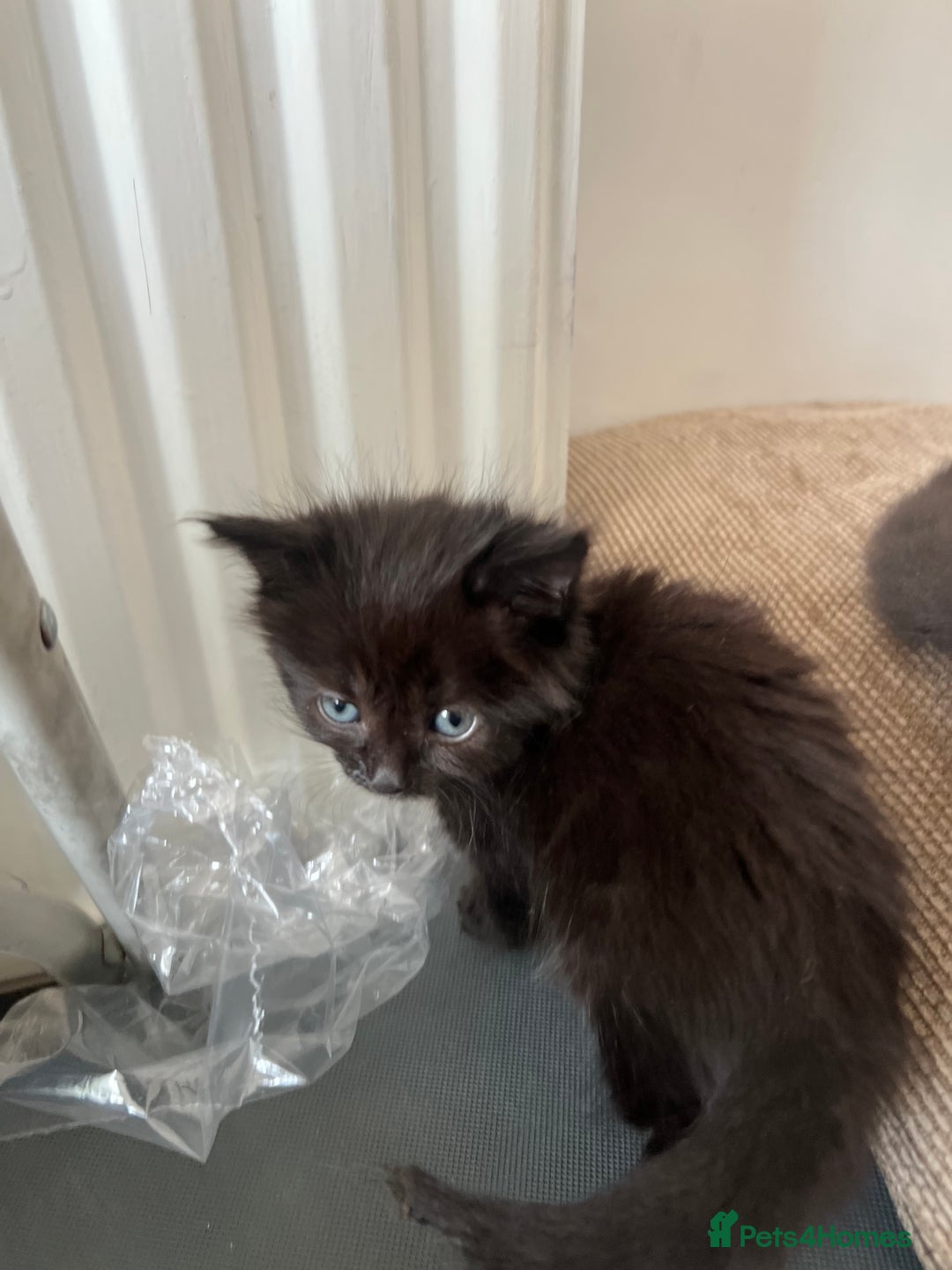 Mixed Breed cats for sale: Adorable 5-Week-Old Kittens Ready for Loving Home  - Image 19