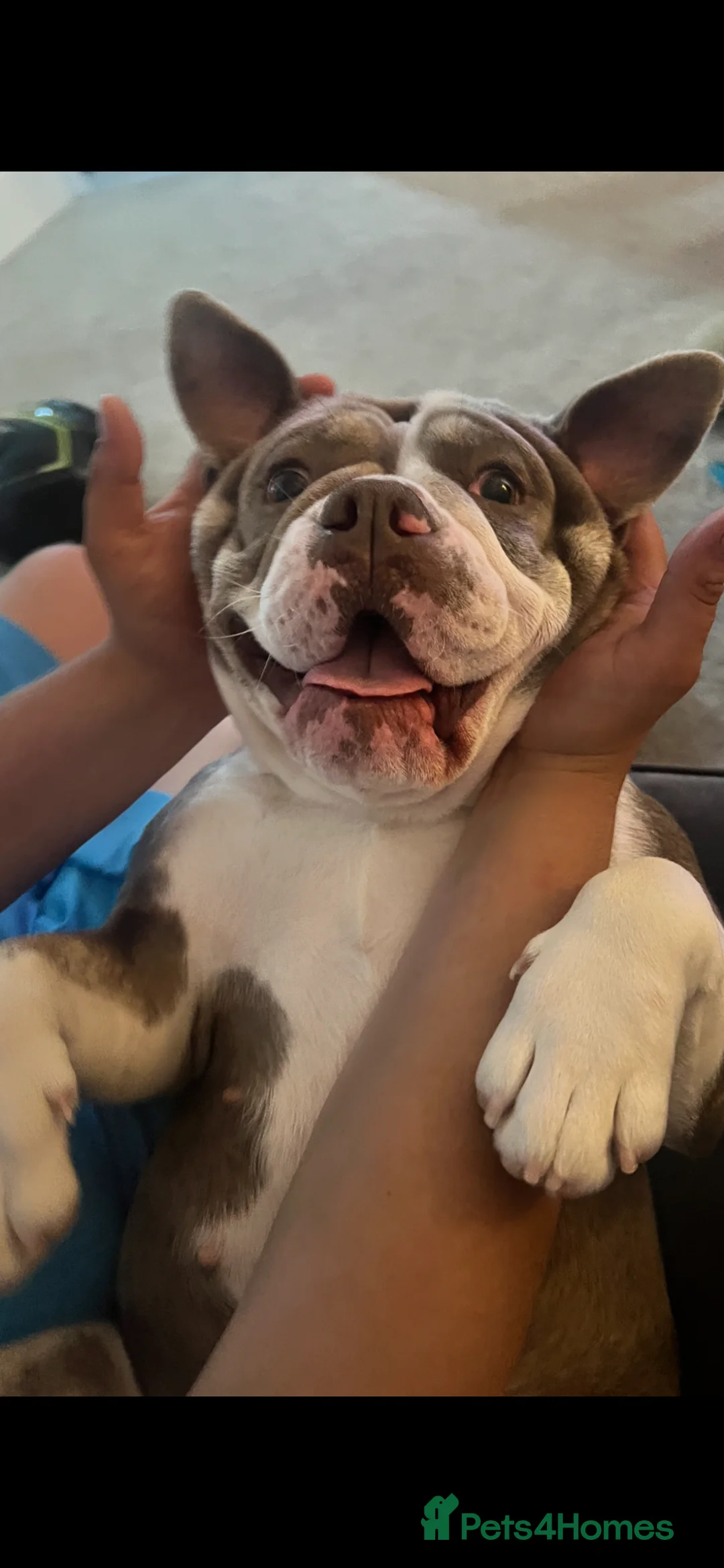 Olde English Bulldogge dogs for sale: Olde English bulldog  - Advert 2