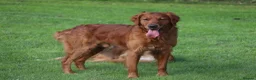 Golden Retriever dogs for sale: Beautiful litter working line golden retrievers in Sheffield - Advert 5