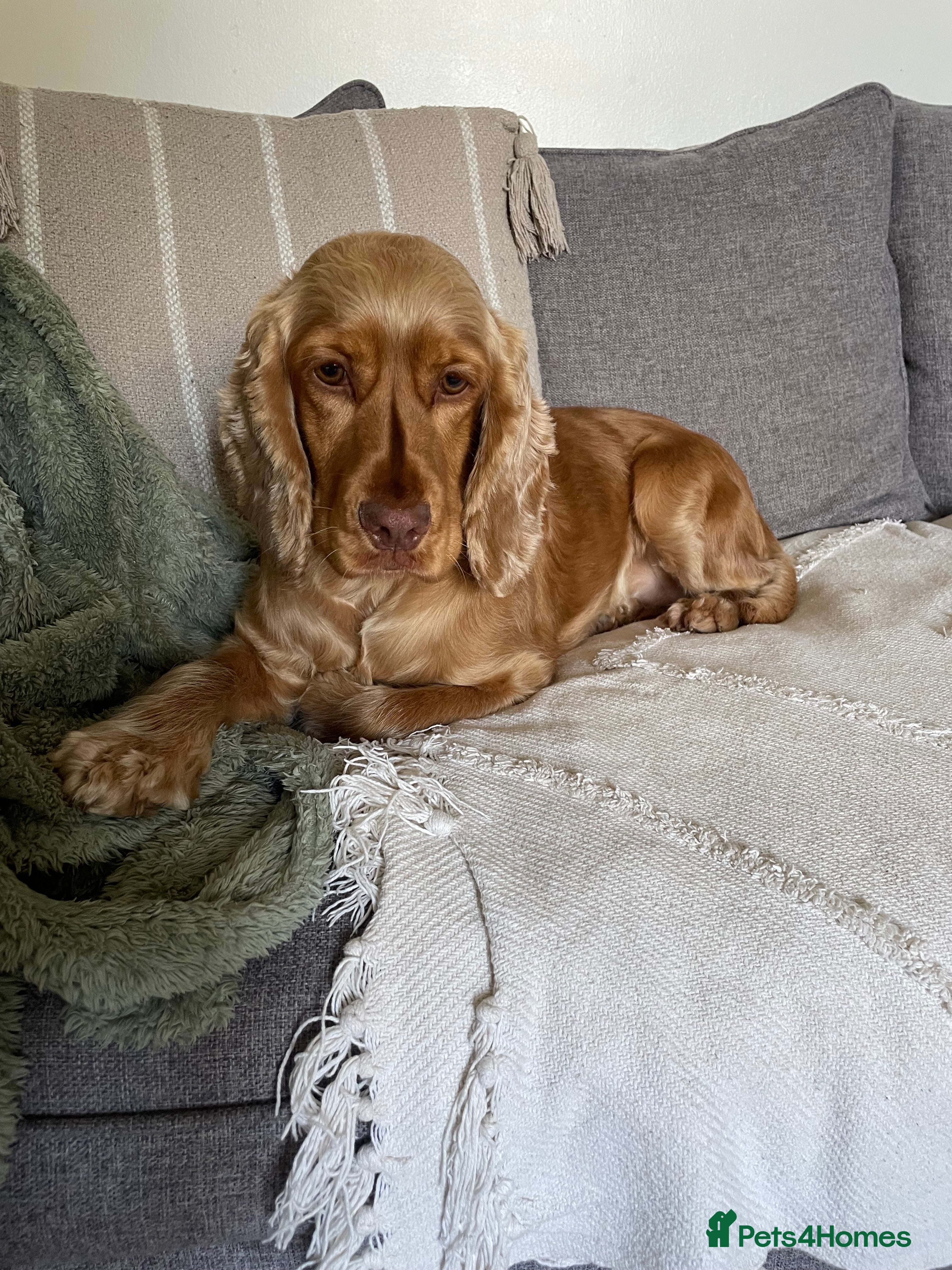 Cocker Spaniel dogs Exceptionally well bred Kc show cocker spaniels - Advert 12