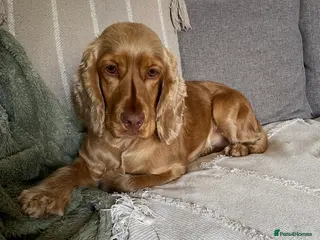 Cocker Spaniel dogs Exceptionally well bred Kc show cocker spaniels - Advert 5