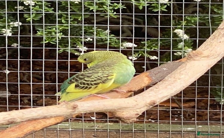 Budgerigars birds - Advert 9