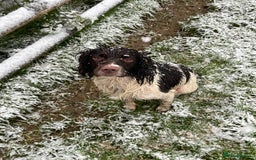 English Springer Spaniel dogs for stud: Working Springer Bineswych Billy (Monty) for Stud - Advert 9