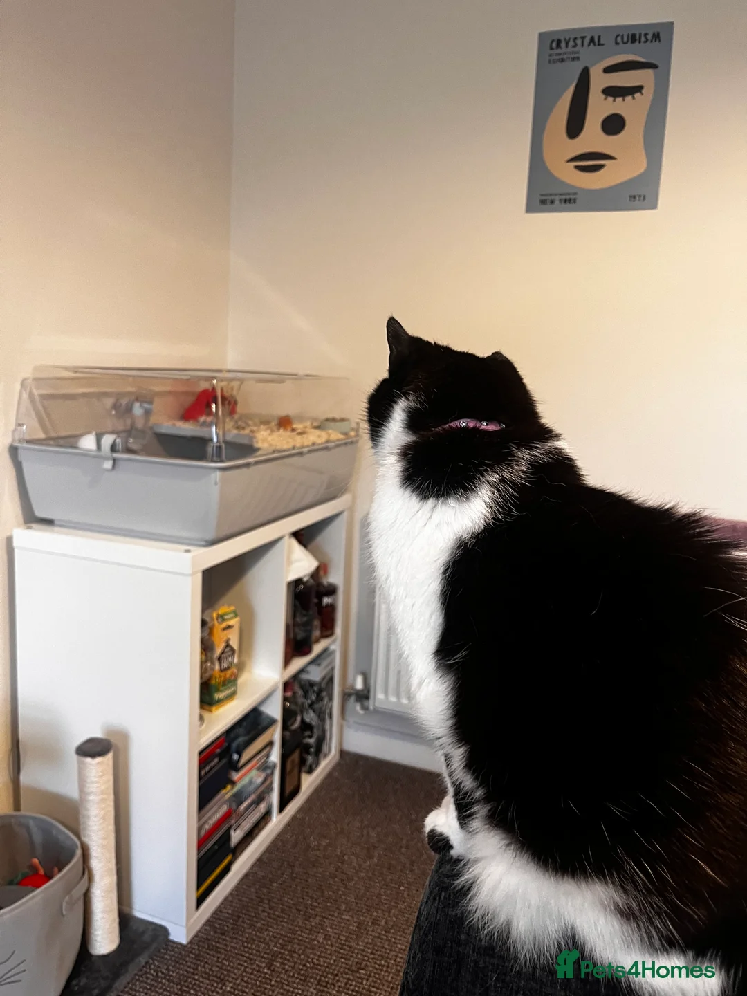 Hamster rodents for sale: Dwarf hamster and set up for sale  - Advert 3