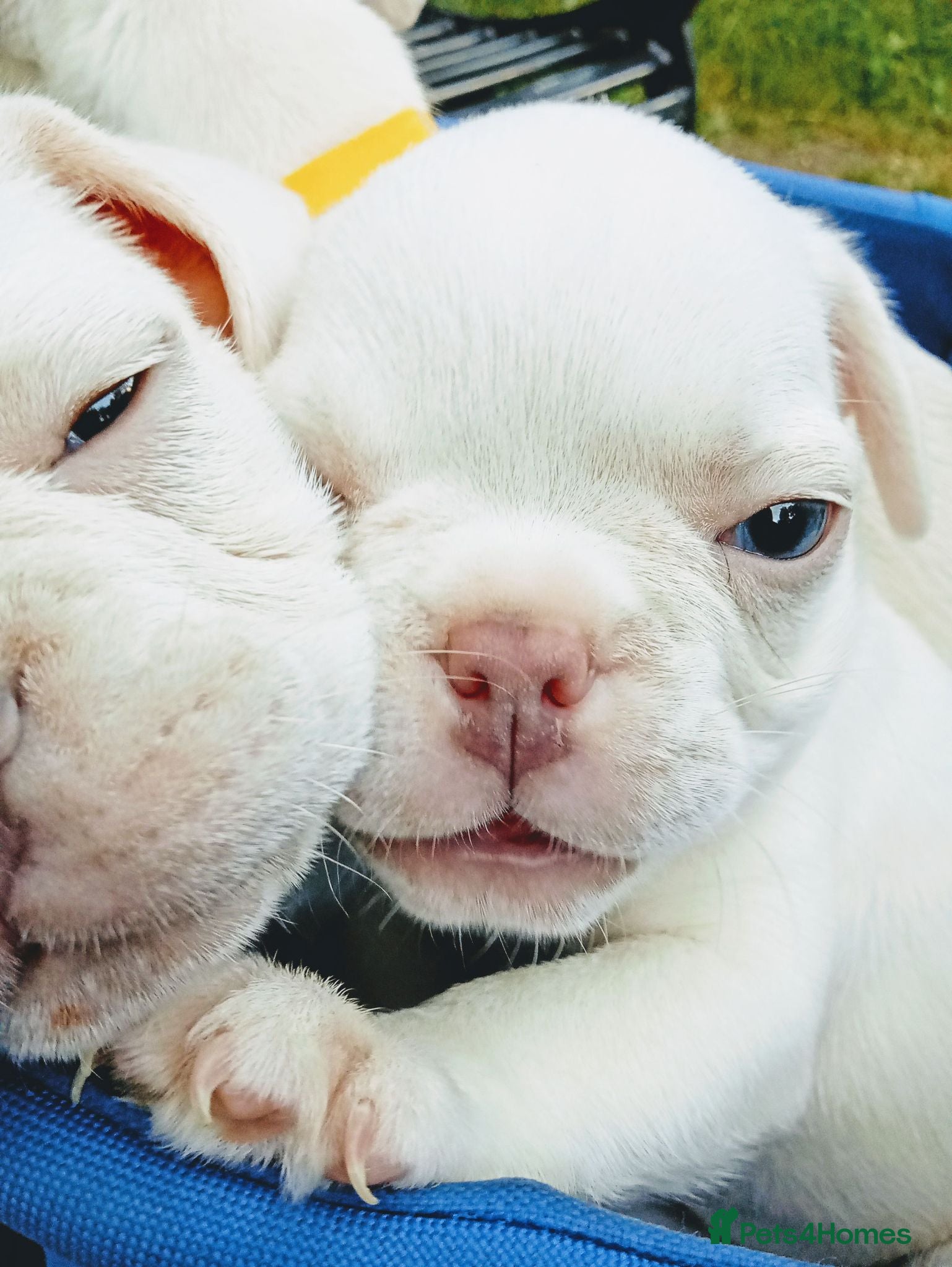 French Bulldog dogs pedigree French Bulldog pups - Advert 2