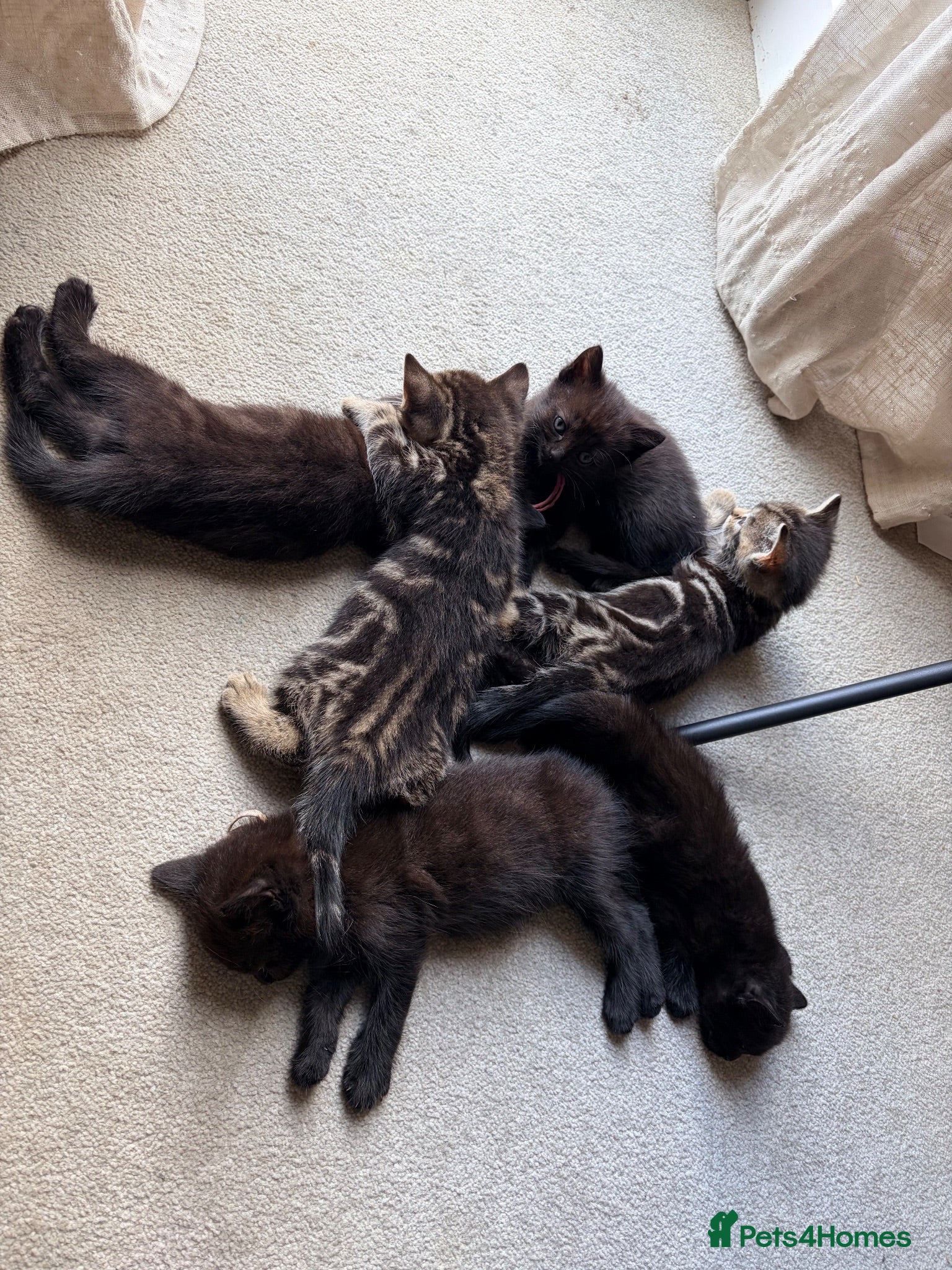 British Shorthair cats Bsh x ragdoll kittens - Advert 16