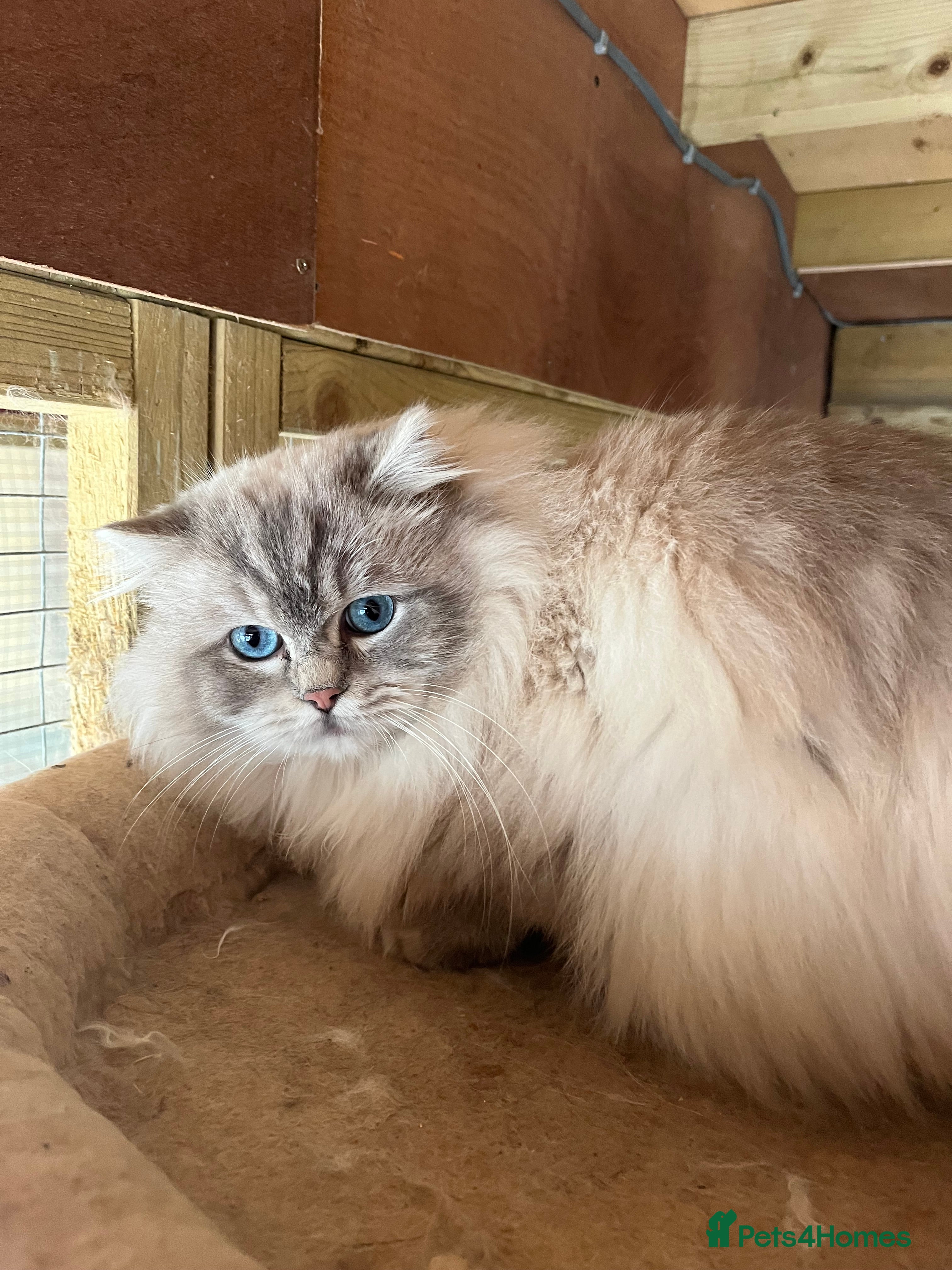 Ragdoll cats Tica male ragdoll for stud  - Advert 7