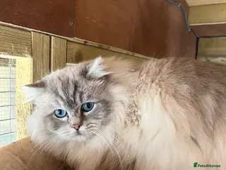 Ragdoll cats Tica male ragdoll for stud - Advert 7