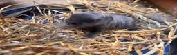 Mini Lop rabbits for sale: Mini Lop Babies  in Stockton-on-Tees - Advert 8