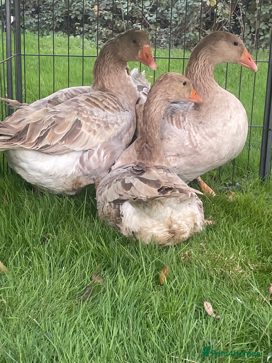 Chickens poultry for sale: Pekins - Image 10