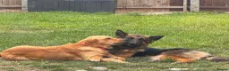 German Shepherd dogs for adoption: Bubbly Miley - Advert 5