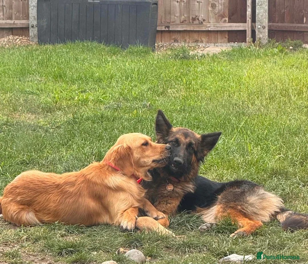 German Shepherd dogs for adoption: Bubbly Miley - Advert 5