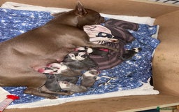 Boston Terrier dogs for sale: Boston Terrier puppies 🐶  - Image 2