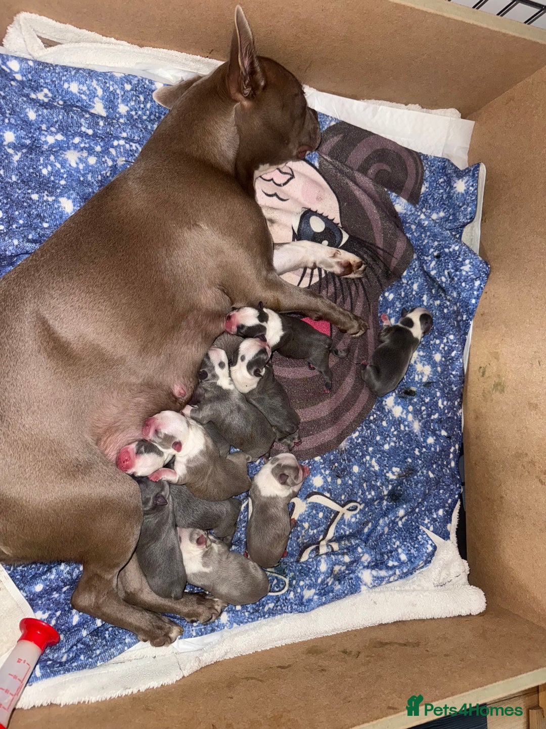 Boston Terrier dogs for sale: Boston Terrier puppies 🐶  - Image 2