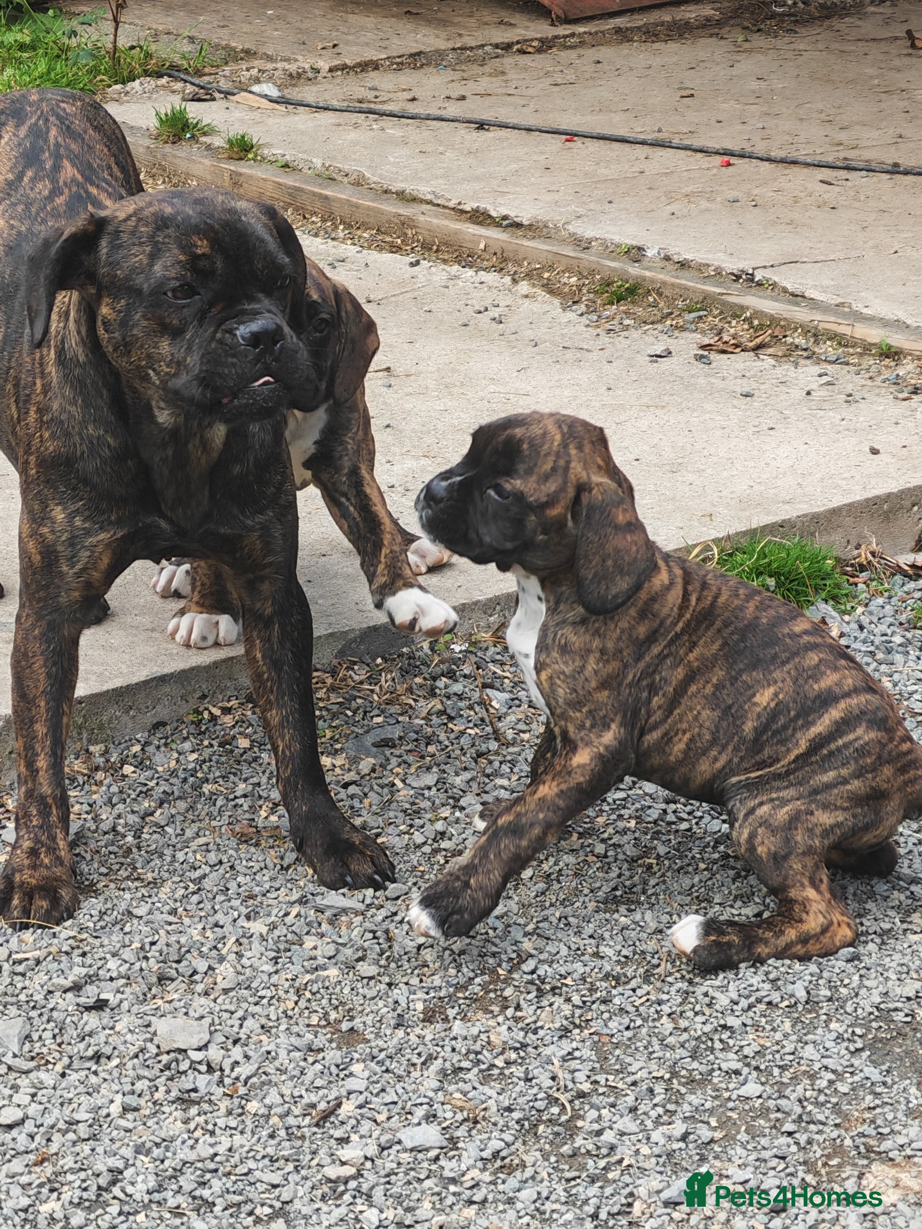 Boxer dogs Boxer pups 4 girls 2 boys - Advert 2