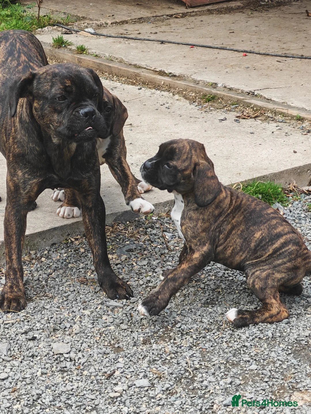 Boxer dogs for sale: Boxer pups 4 girls 2 boys - Advert 1