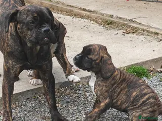 Boxer dogs Boxer pups 4 girls 2 boys - Advert 2