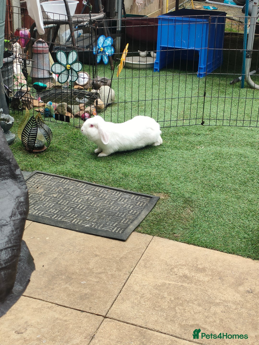 Dwarf Lop rabbits for sale: Two beautiful baby bunnies  - Image 13