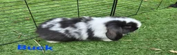 Mini Lop rabbits for sale: Litter of mini lops ready 20th March  - Advert 7