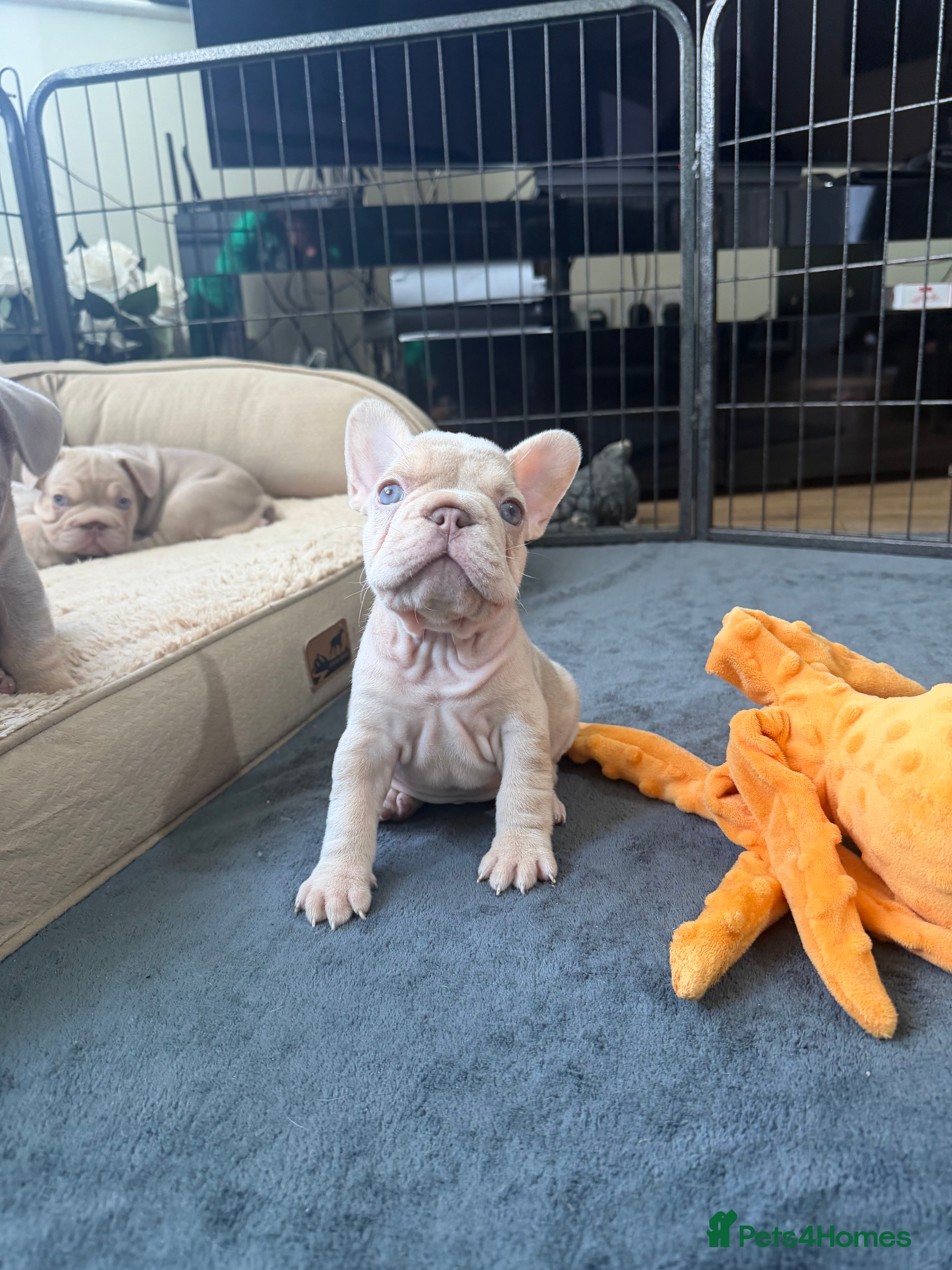 French Bulldog dogs New Shades Puppies/ DNA 🧬 Tested Parents  - Advert 2
