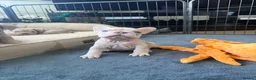 French Bulldog dogs for sale: New Shades Puppies/ DNA 🧬 Tested Parents  - Advert 2