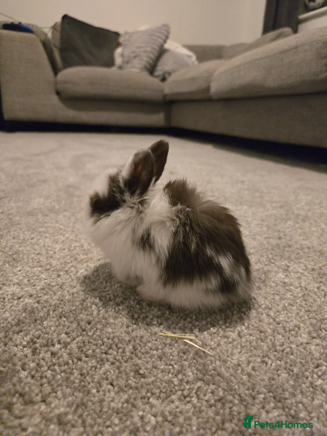 Mini Lop rabbits for sale: Mini lop bunnies  in Hinckley - Advert 18